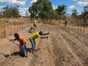 Forming the beds at the TM garden