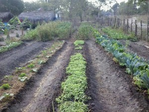 The Mchicha is not doing with in the model garden soil