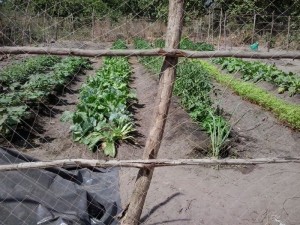 OSM garden