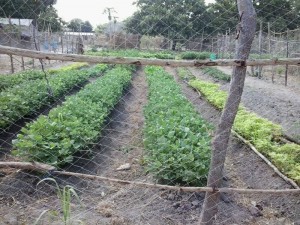 OTM family garden
