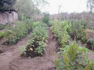 AMN garden