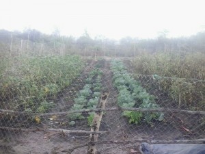 OAM garden
