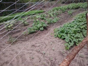 OAM family garden