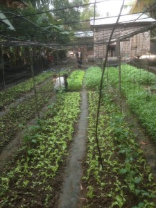 2 week age garden of port yorm