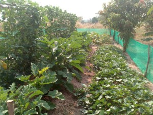 Yeow faith Chiek garden