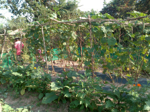 TP garden