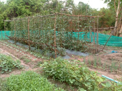 1020-LC-Garden