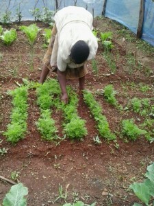 Mama LKN pruning her carrots.