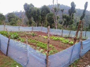The LKN garden before expansion.