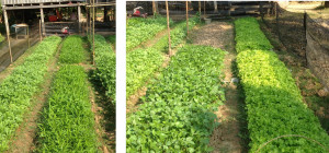 Two garden pictures