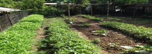 KK garden