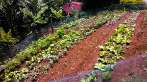 SIA Family terraced garden.