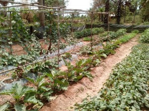 Sarem garden 600