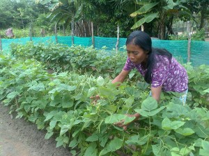 Sieng Kowa Beautiful garden 600