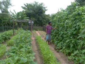 Sieng Kowa very productive garden 600
