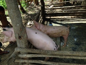 Y Th pig 600