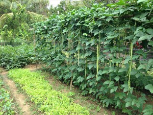 Yart Thy garden 600