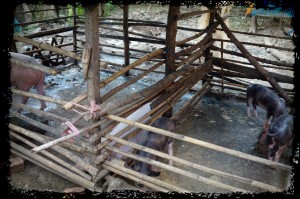 pig pen