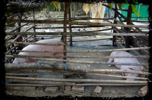 pigs