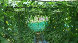 Iem 2 months ld garden