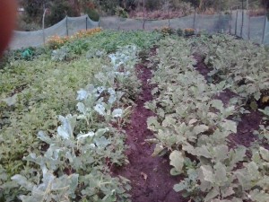 MGT family garden in October, 2014.