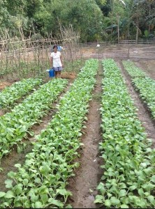 Garden RC