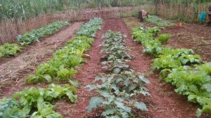 KCM - Family Garden #1 - 20150403