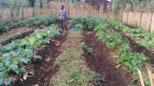 Lydia organic vegetable garden.