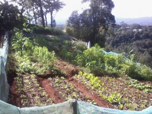 LISHE BERNADI 05022015 (4)