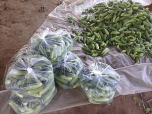Organic cucumber harvest from LY FAITH garden
