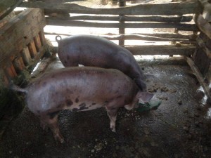 pigs for income