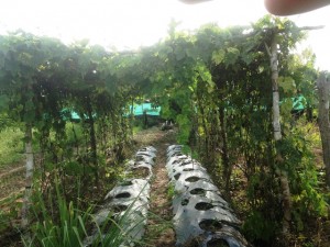 FAITH organic vegetable garden