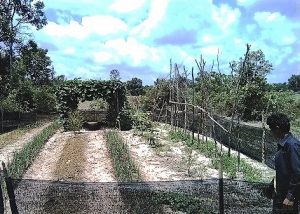 SHR family organic vegetable garden