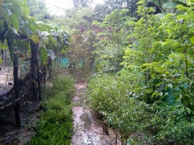 Lem Garden