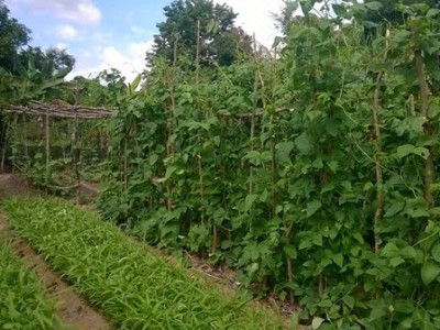 MO Vegetables 600