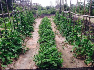 choi old garden